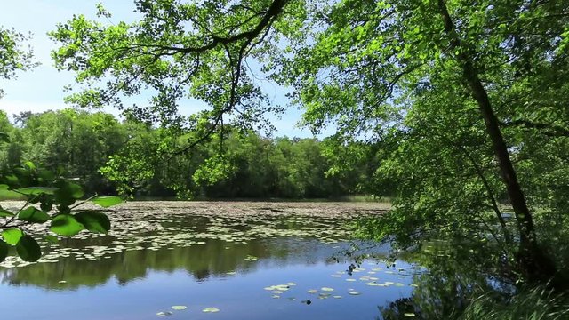 peaceful lake in summer time with water lilies and alder trees. Havelland region Germany.