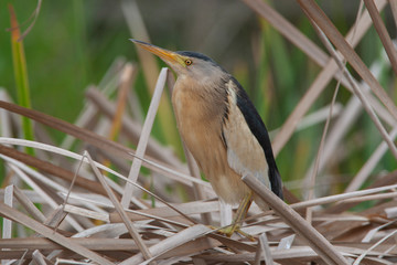 Black-crowned Night Heron (Nycticorax nycticorax) bird in the natural habitat.