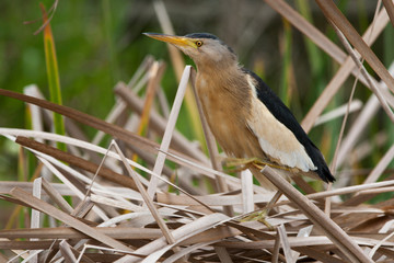 Black-crowned Night Heron (Nycticorax nycticorax) bird in the natural habitat.