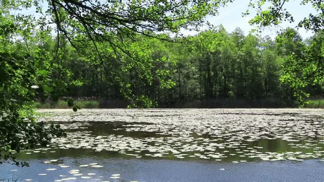 peaceful lake in summer time with water lilies and alder trees. Havelland region Germany.