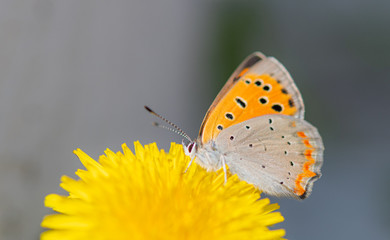 タンポポの蜜を吸うベニシジミチョウ