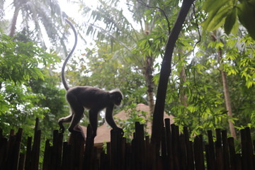Wildlife. A monkey. Monkeys in the wild. Monkeys in the zoo.