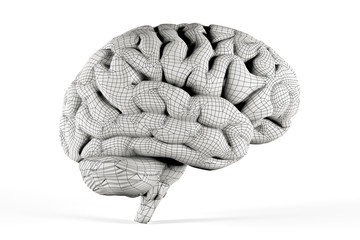 Human brain coated with mesh