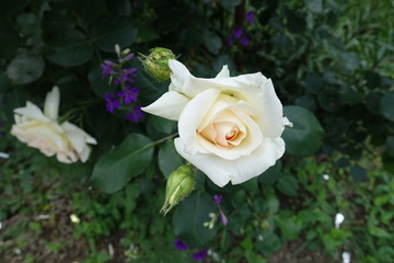 Close shot of white flower and buds of rose in May