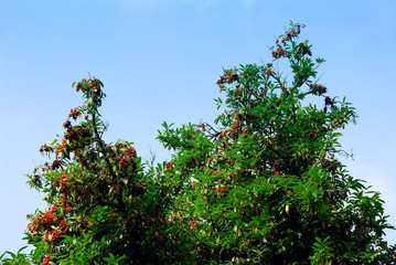 Fototapeta na wymiar TRABZON, TURKEY - JUNE 28, 2008: Yeniay Village, Karayemis, Blackberry tree (Prunus laurocerasus). Surmene District