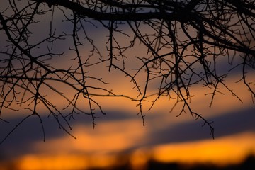 Obraz premium sunset in the forest
