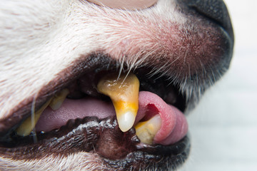 dog teeth with tartar or bacterial plaque before scalling