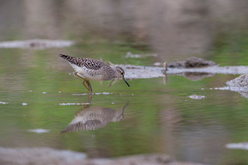 Wood Sandpiper (Tringa glareola) bird in the natural habitat.