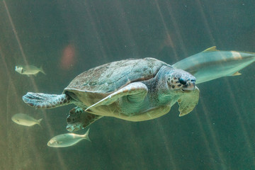Close up view of a big loggerhead turtle swimming freely in a tank in an aquarium
