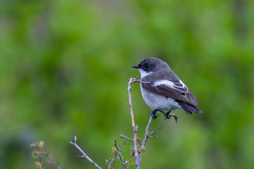 Fototapeta premium Collared Flycatcher (Ficedula albicollis) bird in the natural habitat.