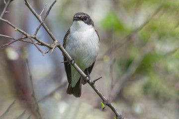 Obraz premium Collared Flycatcher (Ficedula albicollis) bird in the natural habitat.