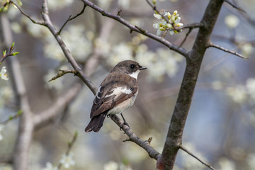 Collared Flycatcher (Ficedula albicollis) bird in the natural habitat.