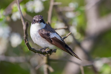 Collared Flycatcher (Ficedula albicollis) bird in the natural habitat.