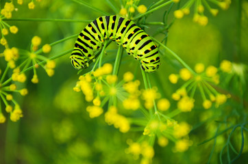 Сaterpillar of Papilio Machaon crawls on a fresh green dill in the garden. Caterpillar eats fragrant dill. Butterfly is known as the common yellow swallowtail. Top view.
