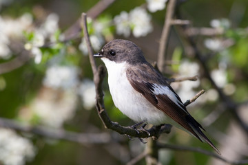 Collared Flycatcher (Ficedula albicollis) bird in the natural habitat.