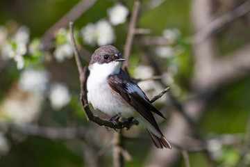 Collared Flycatcher (Ficedula albicollis) bird in the natural habitat.