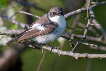 Collared Flycatcher (Ficedula albicollis) bird in the natural habitat.