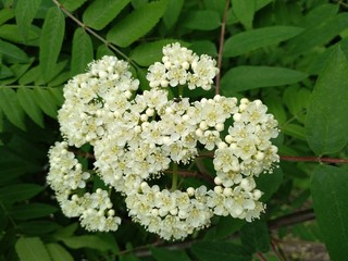 forest flower white blossoming on a branch