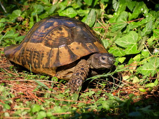 Wildlife. Reptiles. Turtle. Turtles in the zoo and in the wild