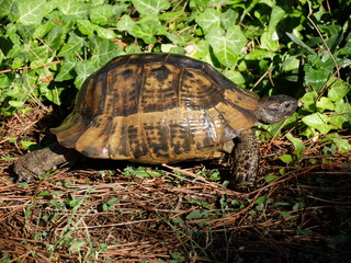 Wildlife. Reptiles. Turtle. Turtles in the zoo and in the wild