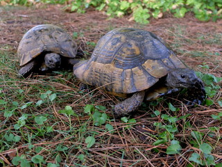 Wildlife. Reptiles. Turtle. Turtles in the zoo and in the wild
