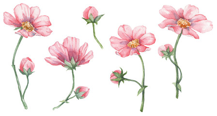 Obraz na płótnie Canvas Collection of hand painted watercolor pink flowers
