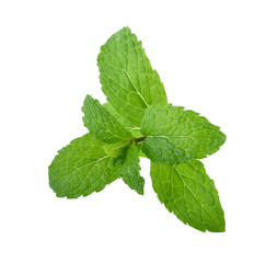 Mint leaves isolated on white background