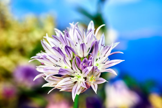 Colorful, blooming chives during spring in a garden in Poland.