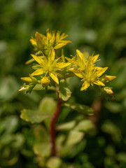 Close up of Sedum hybridum. Macro photo