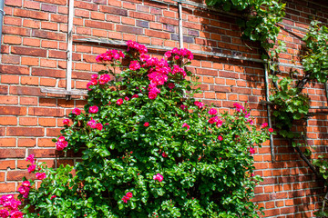 red brick wall with flowers