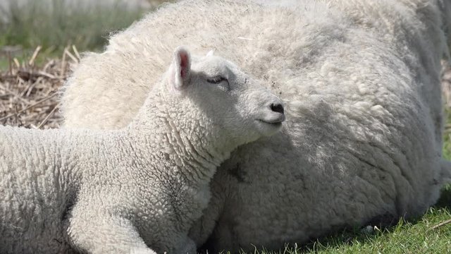 cute white sheep lamb and ewe lying in the nature