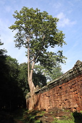 Obraz premium Banian sur un mur, temple Preah Khan à Angkor, Cambodge
