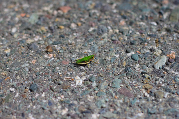 Beautiful green grasshopper on the asphalt background. Grasshopper macro view. Meadow grasshopper.