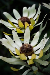 black and white flower