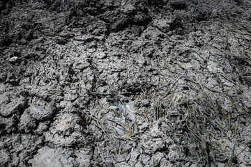 Drought, the ground cracks, no water, lack of moisture. Dried and Cracked ground,Cracked surface,Dry soil in arid areas. Gray texture background