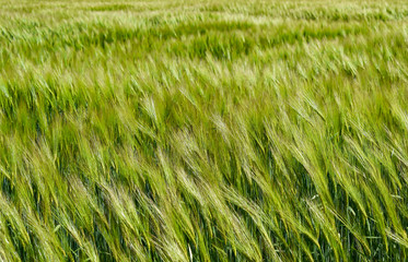windy barley field