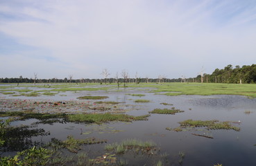 Lac à Angkor, Cambodge	