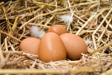 Many eggs in the nest are made from straw. Food obtained from chickens on farms. Healthy products from farmers. Products from rural areas.