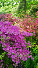 Isabella Plantation in Richmond Park, United Kingdom.