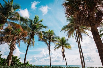 tropical beach with palm trees, vacation at sea