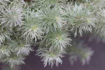 柔らかい刺の植物