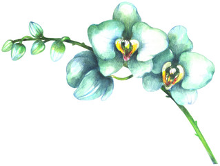 Fototapeta na wymiar Watercolor white orchid