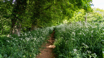 A treelined path through a small wood