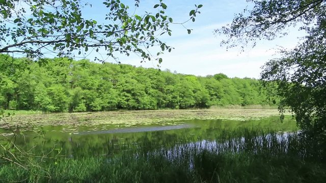 Idyll lake in summer with reed and green alder trees.
