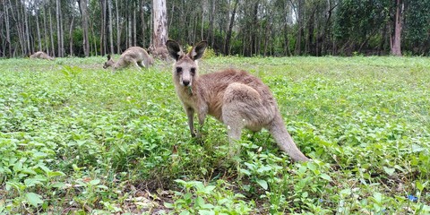 Naklejka na ściany i meble Face à face avec bébé kangourou.
