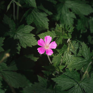 An endres cranesbill flower surrounded by ush green vegetation and plants