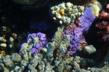 Fototapeta na wymiar detail of coral in the Egypt