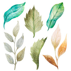 leaf set