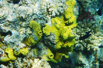 detail of coral in the Egypt
