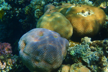 detail of coral in the Egypt
